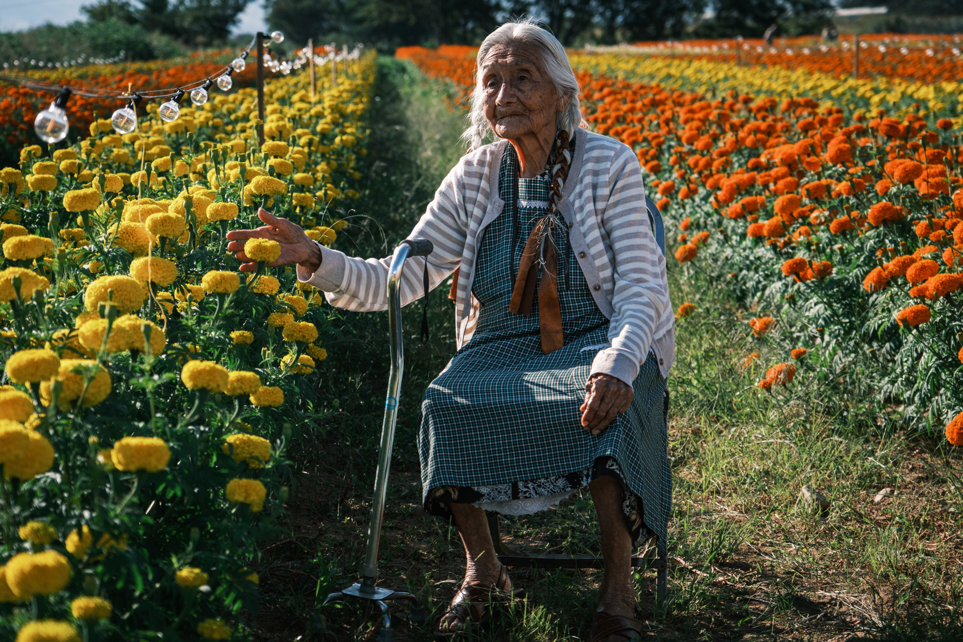 Alte Frau in Cempasúchil-Blumenfeld