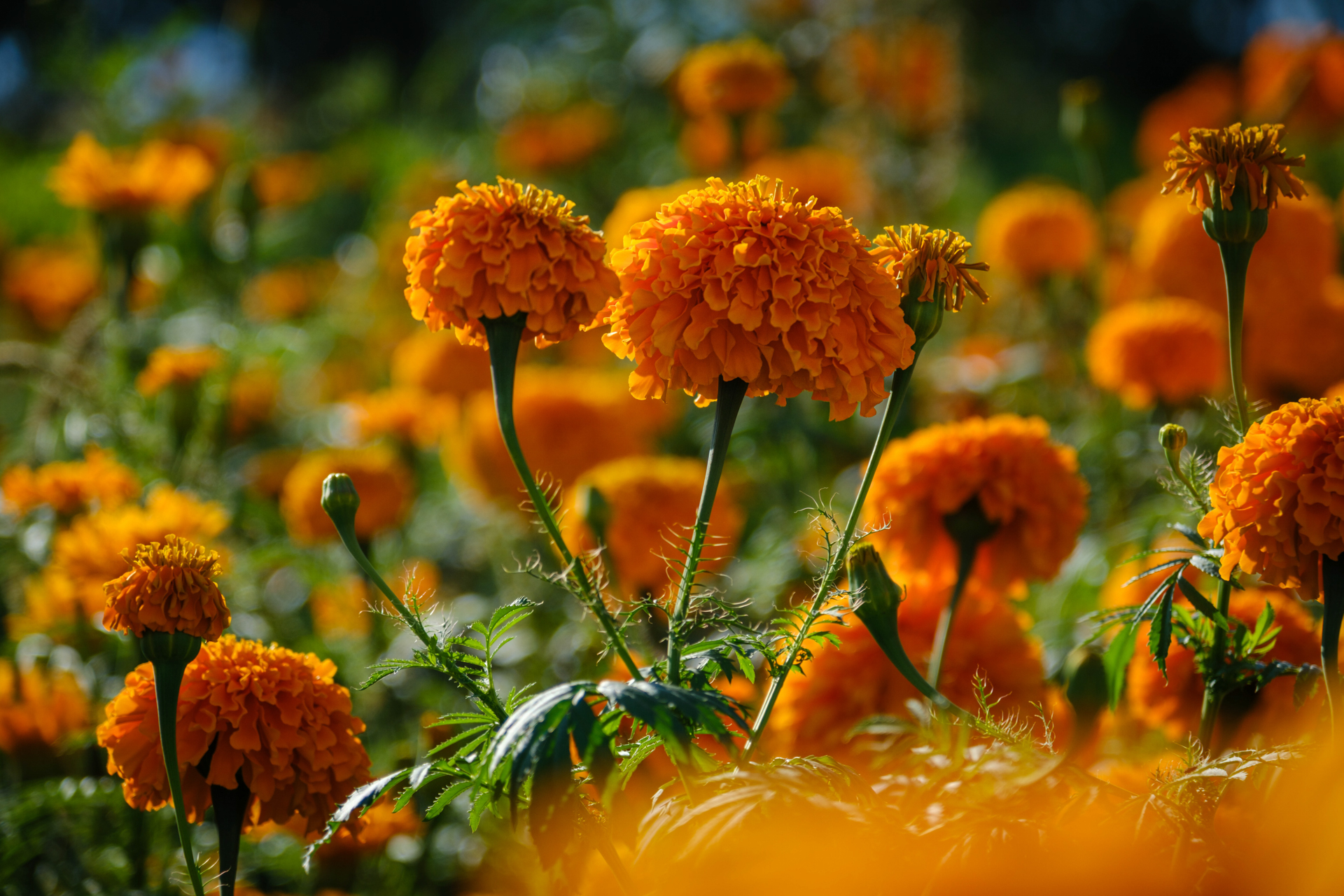 Cempasúchil-Blumenfeld