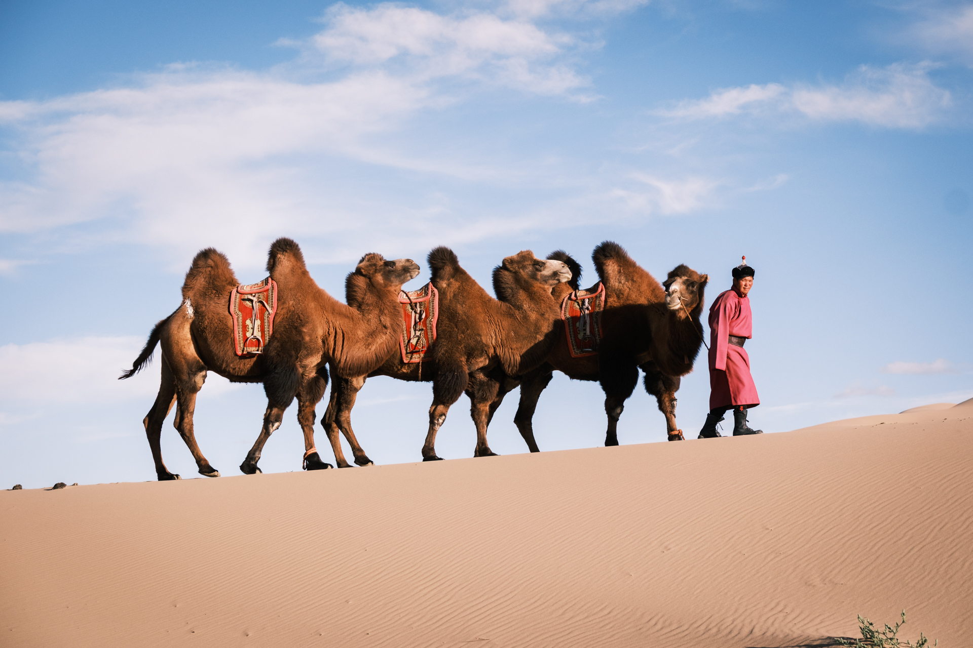 Camel herder in the Khongor sand dunes