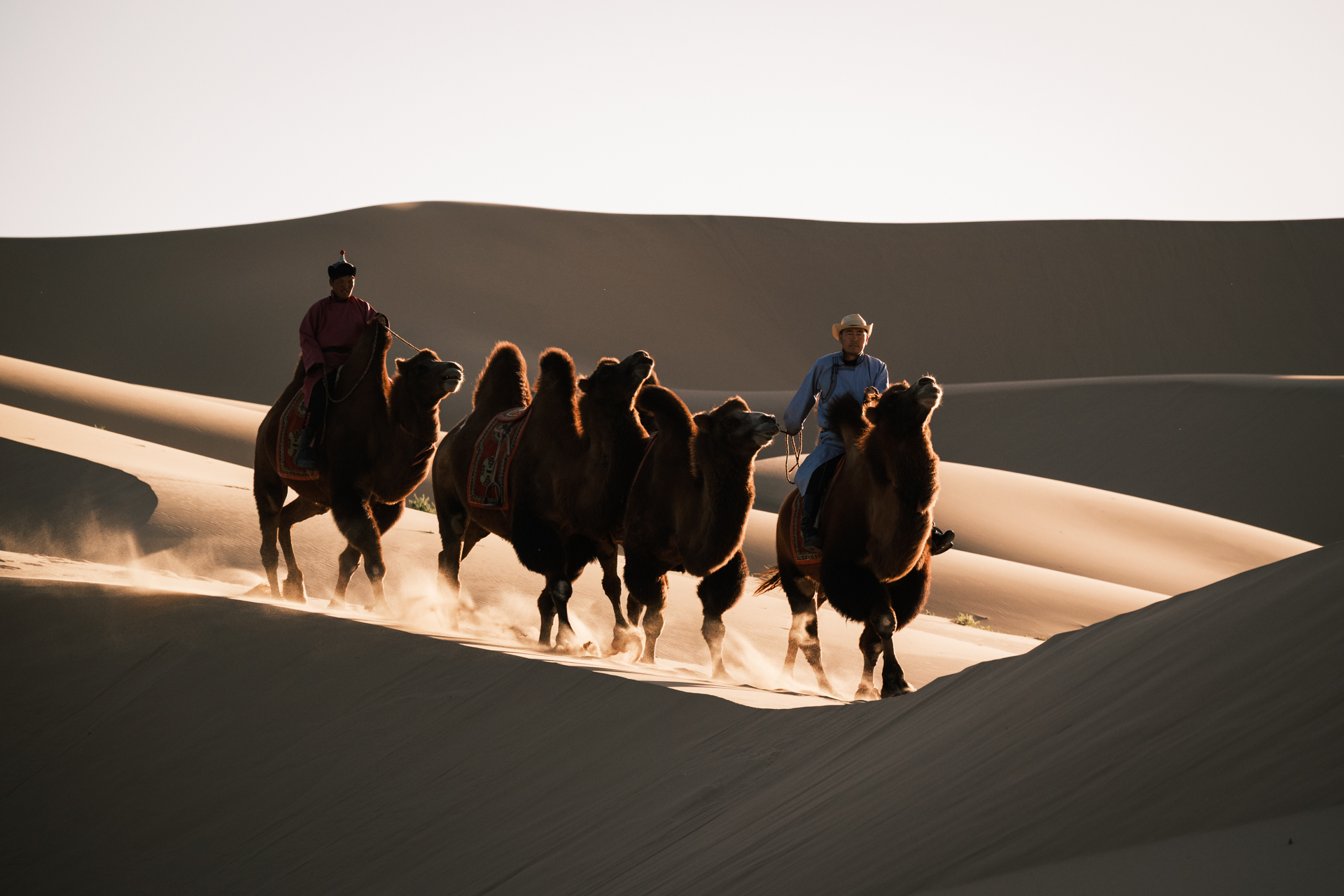 Camel Herders on sand dunes in the Gobi Desert.