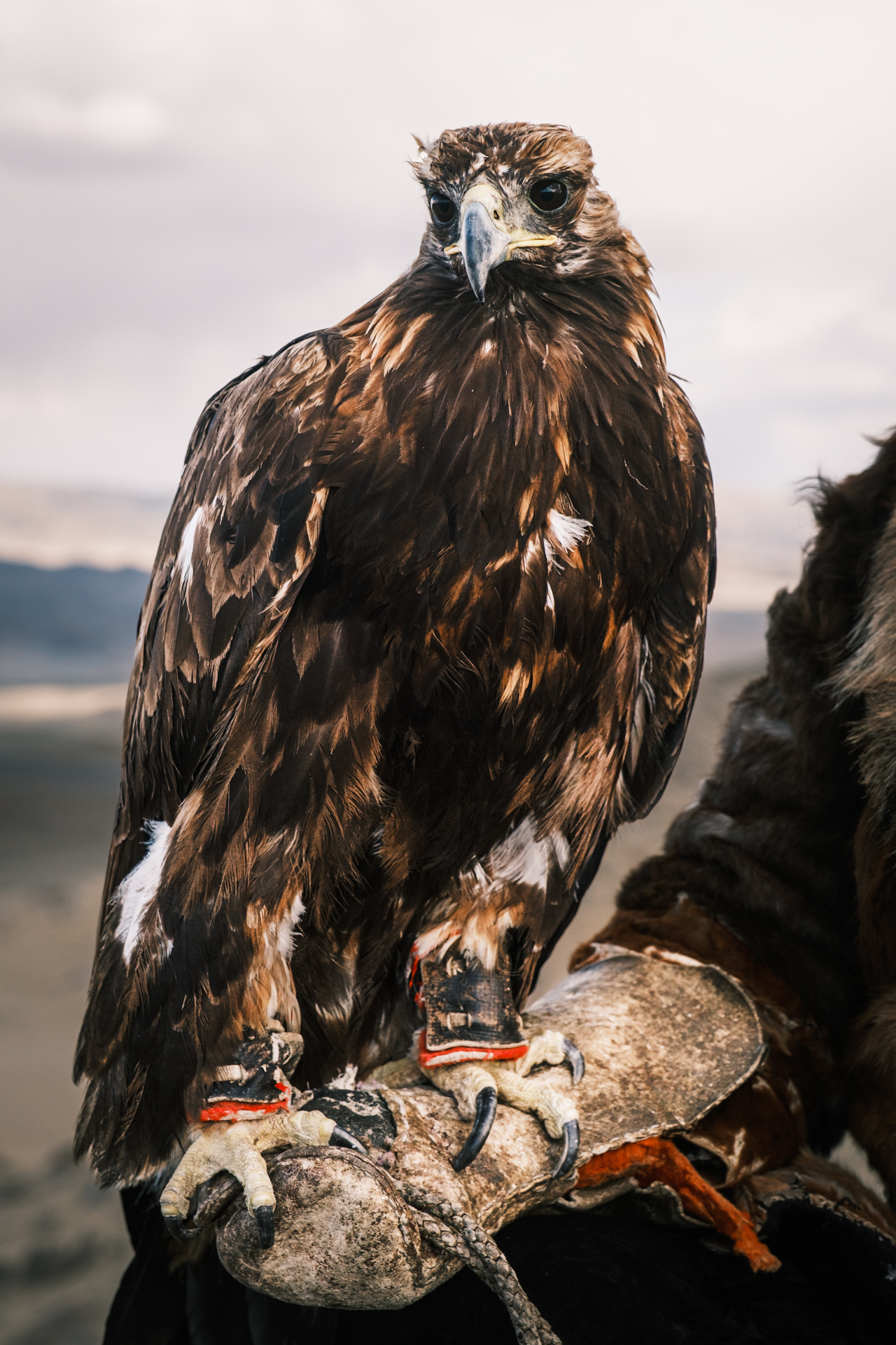 Portrait of an eagle hunter´s animal.