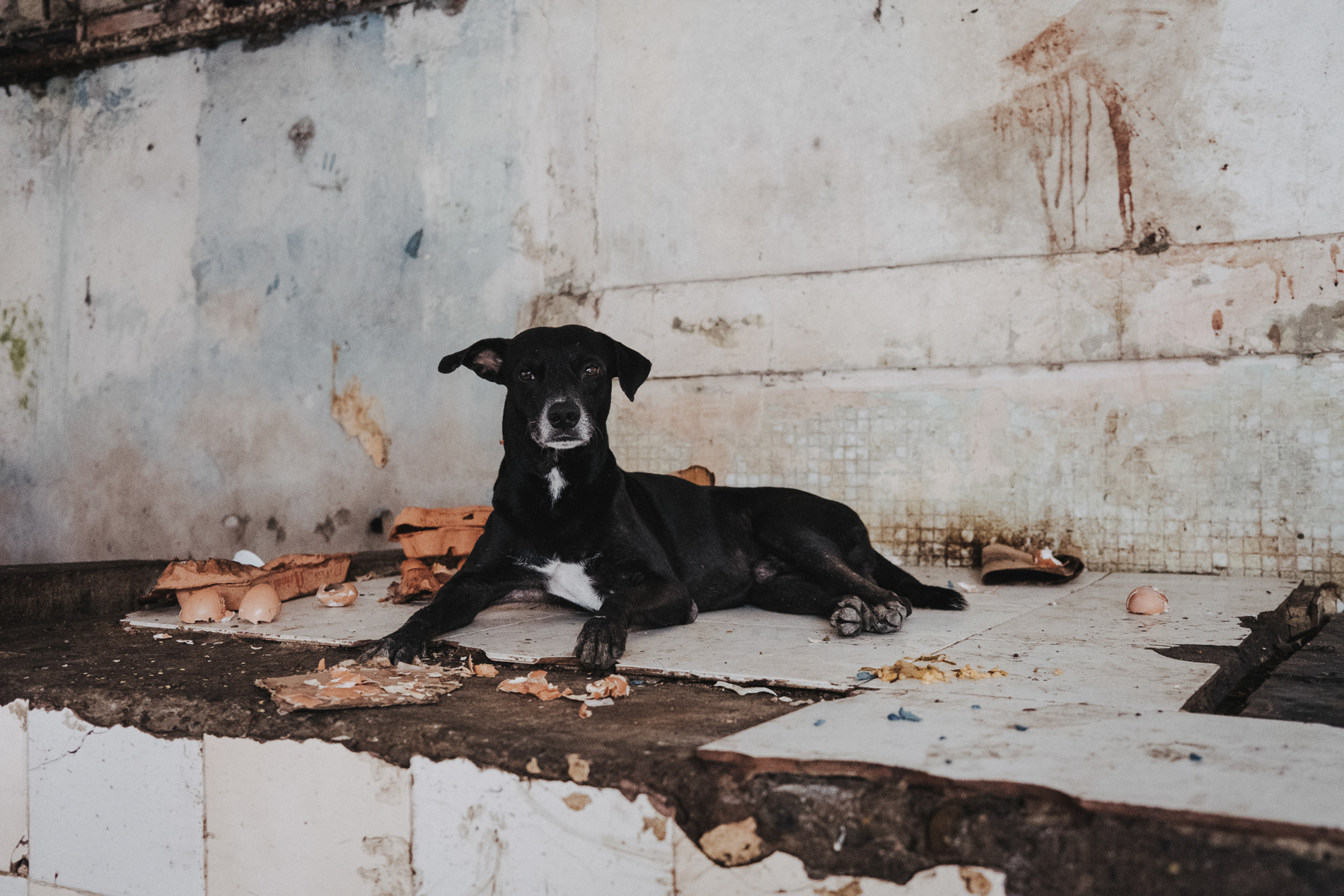 Eine stille Szene auf einem kolumbianischen Markt, in der ein Hund zwischen leeren Eierschalen und rauen Fliesen den Alltag abseits des Trubels zeigt.