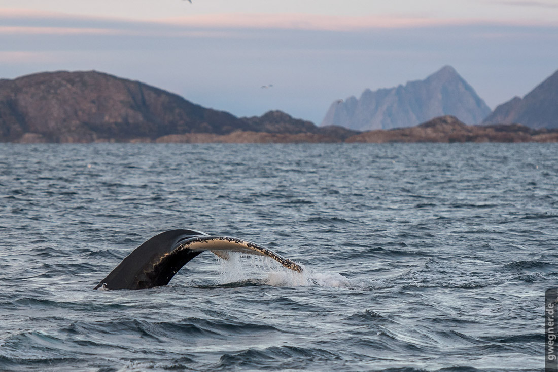 Buckelwal Nordnorwegen © Gunther Wegner