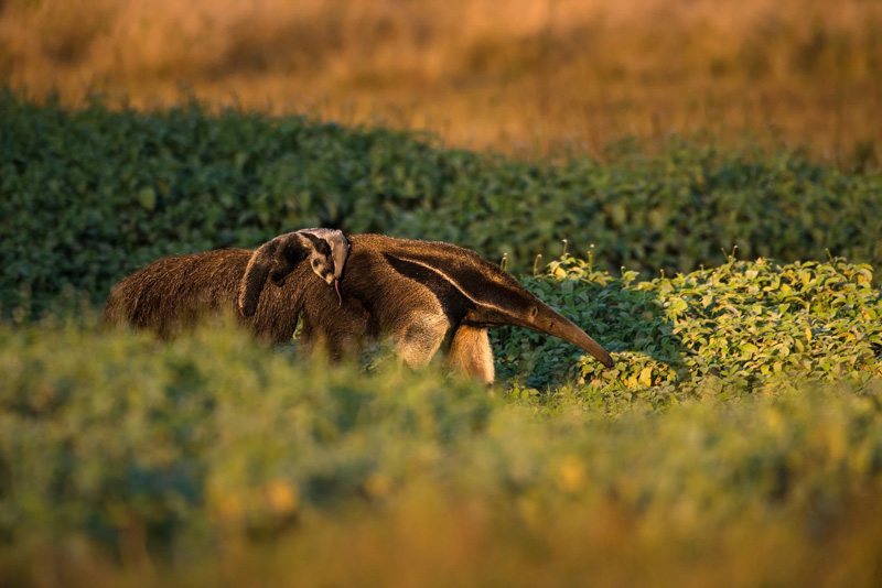 Ameisenbär mit Jungtier im Pantanal.