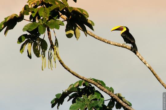 Costa Rica Tucan gwegner