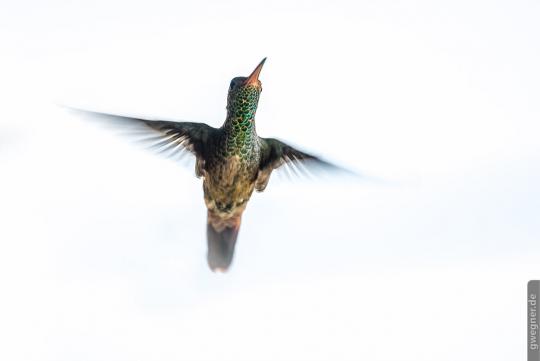 Kolibri Costa Rica 