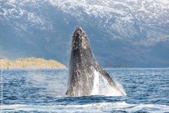 20160601 Super Feedback für unsere Patagonien-Expeditionen 2016 01