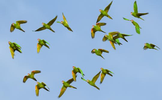 Papageien Schwarm in Costa Rica - © Frank Jahnke