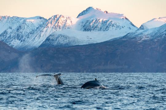 Buckelwale Skjervøy