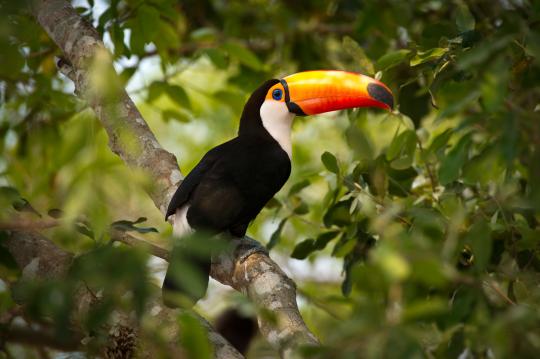 Fotoreise Bolivien Wildlife 2024