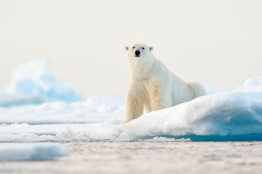 Fotoreise Svalbard / Spitzbergen 2027